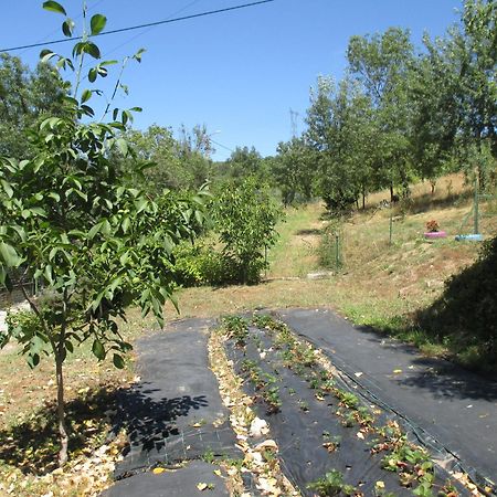 Bungalow "A Choupana" - Quinta Da Carvoica - Vale Pradinhos Vale de Pradinhos 외부 사진